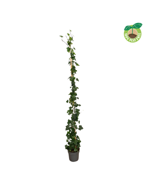 Hedera hibernica P21