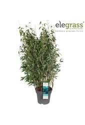Bamboo Blaue Echse