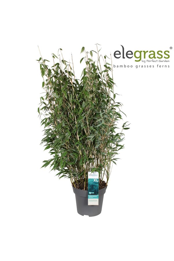 Bamboo Blaue Echse