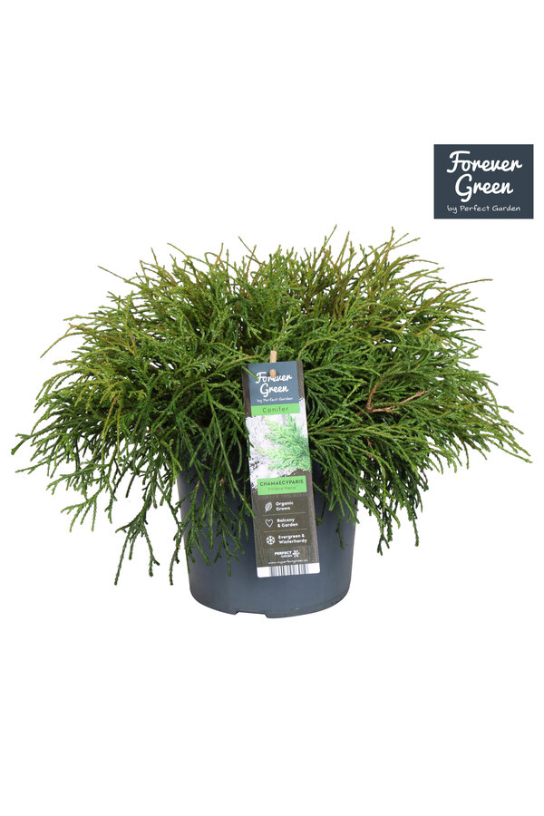 Chamaecyparis pisifera Filifera Nana P19