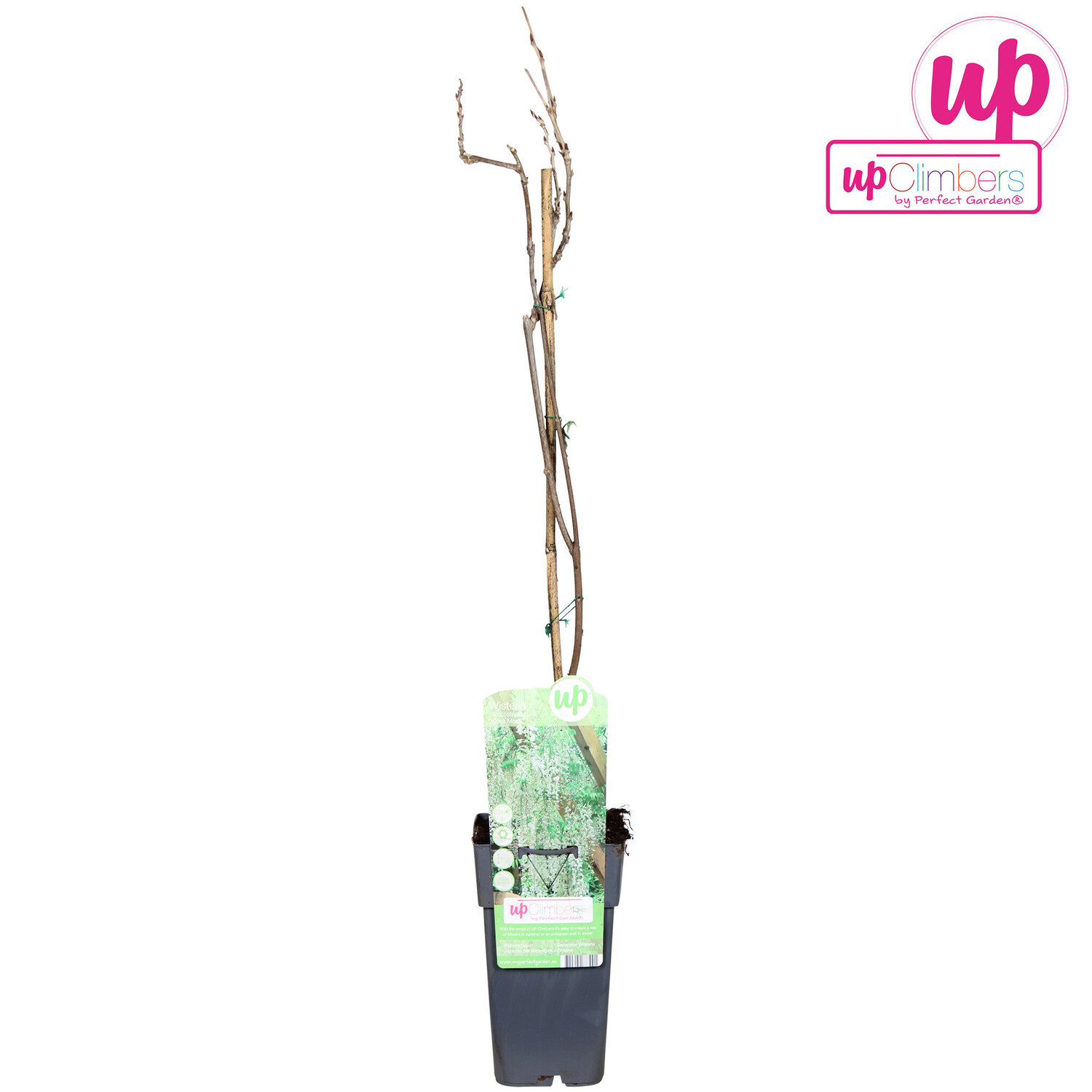 Wisteria macrostachya Clara Mack P15 | Schnelle Lieferung | Fleurdirect -  www.fleurdirect.com