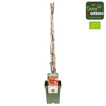 Rubus ideaus Sommerkoch® Bio P23