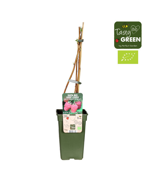 Rubus idaeus Autumn Chef® Bio P19