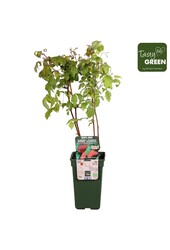 Himbeere Herbst Glücklich