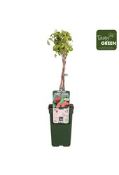 Himbeere Herbst Glücklich