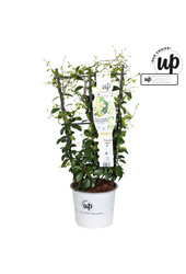 Trachelospermum Stern der Toskana P19