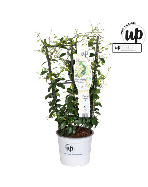 Trachelospermum Stern der Toskana P19