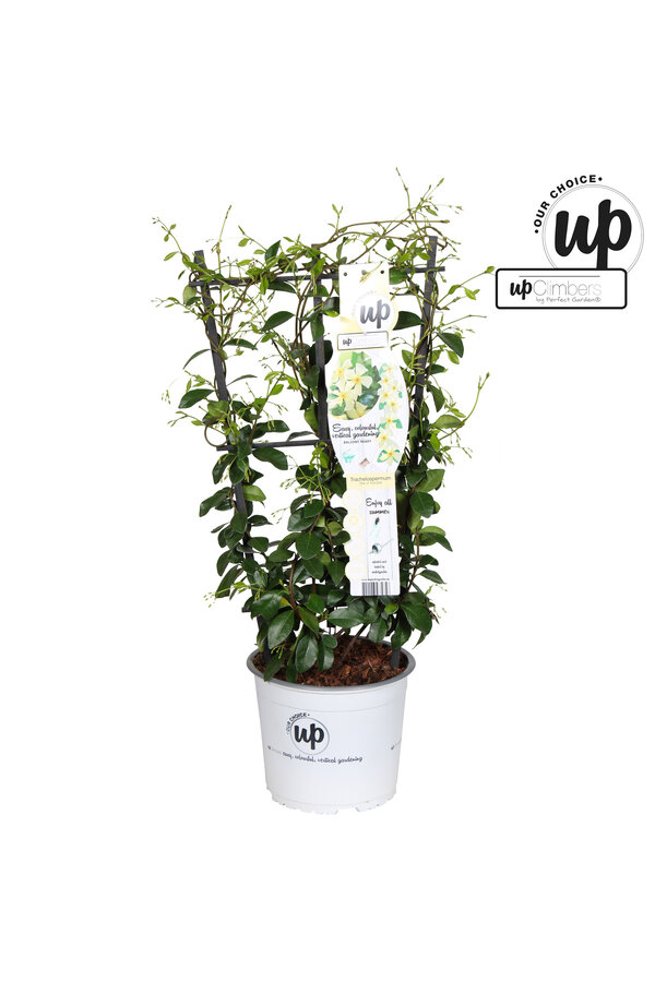 Trachelospermum Stern der Toskana P19