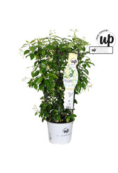 Trachelospermum Stern der Toskana P19