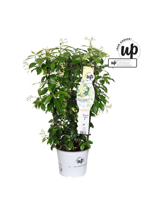 Trachelospermum Stern der Toskana P19