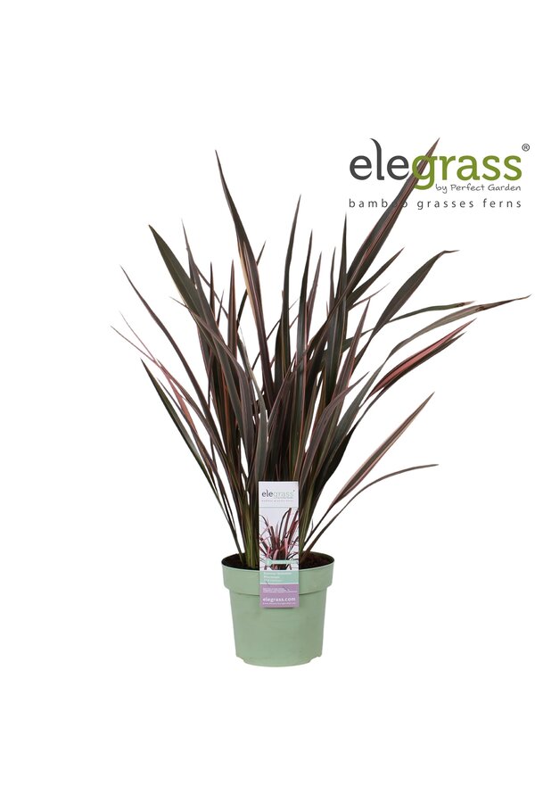 Neuseeländischer Flachs Pink Flamingo