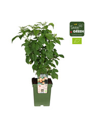 Rubus idaeus Twotimer® Sugana Yellow® Bio P23
