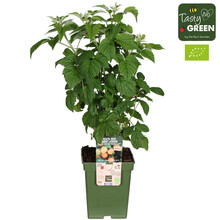 Rubus idaeus Twotimer® Sugana Yellow® Bio P23
