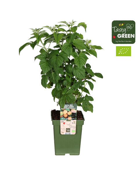 Rubus idaeus Twotimer® Sugana Yellow® Bio P23