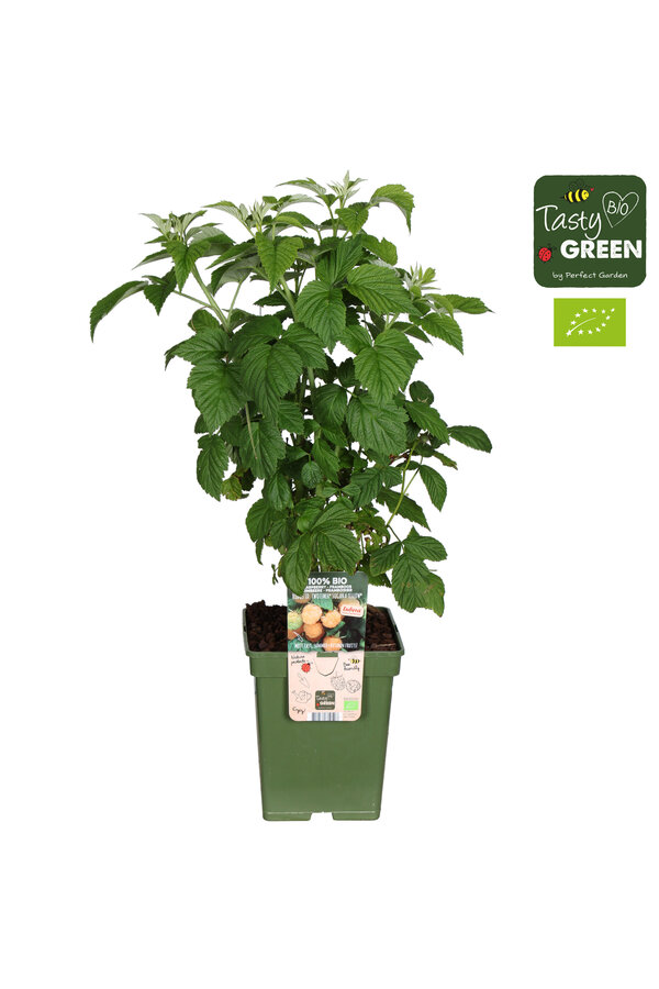 Rubus idaeus Twotimer® Sugana Yellow® Bio P23