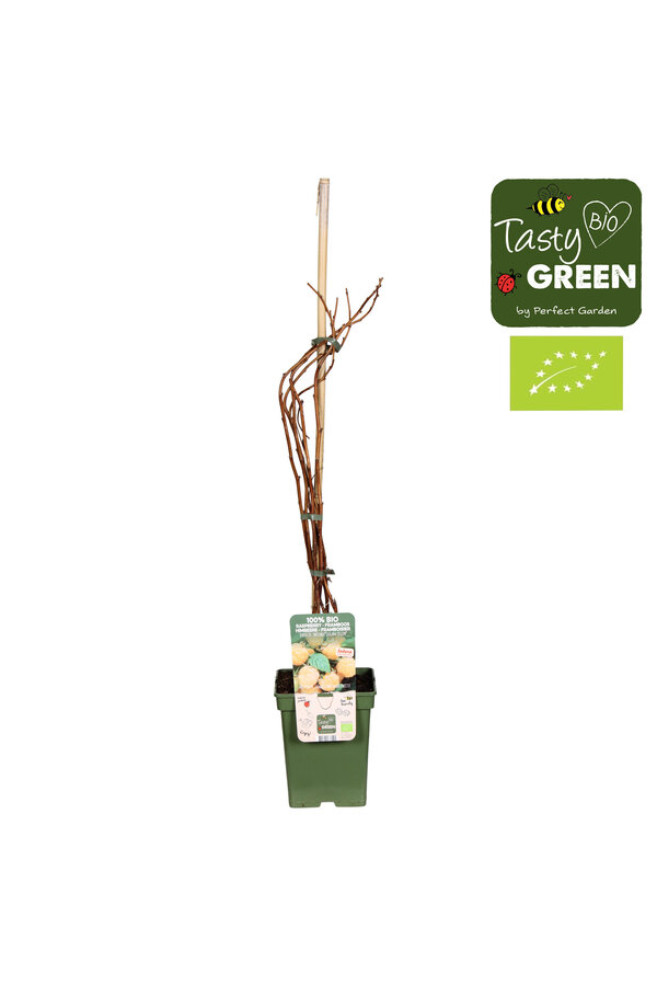 Rubus idaeus Twotimer® Sugana Yellow® Bio P23