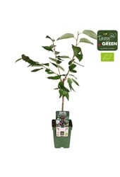 Kirschbaum Bigarreau Burlat