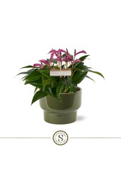 Tisch Anthurium Lila Athen