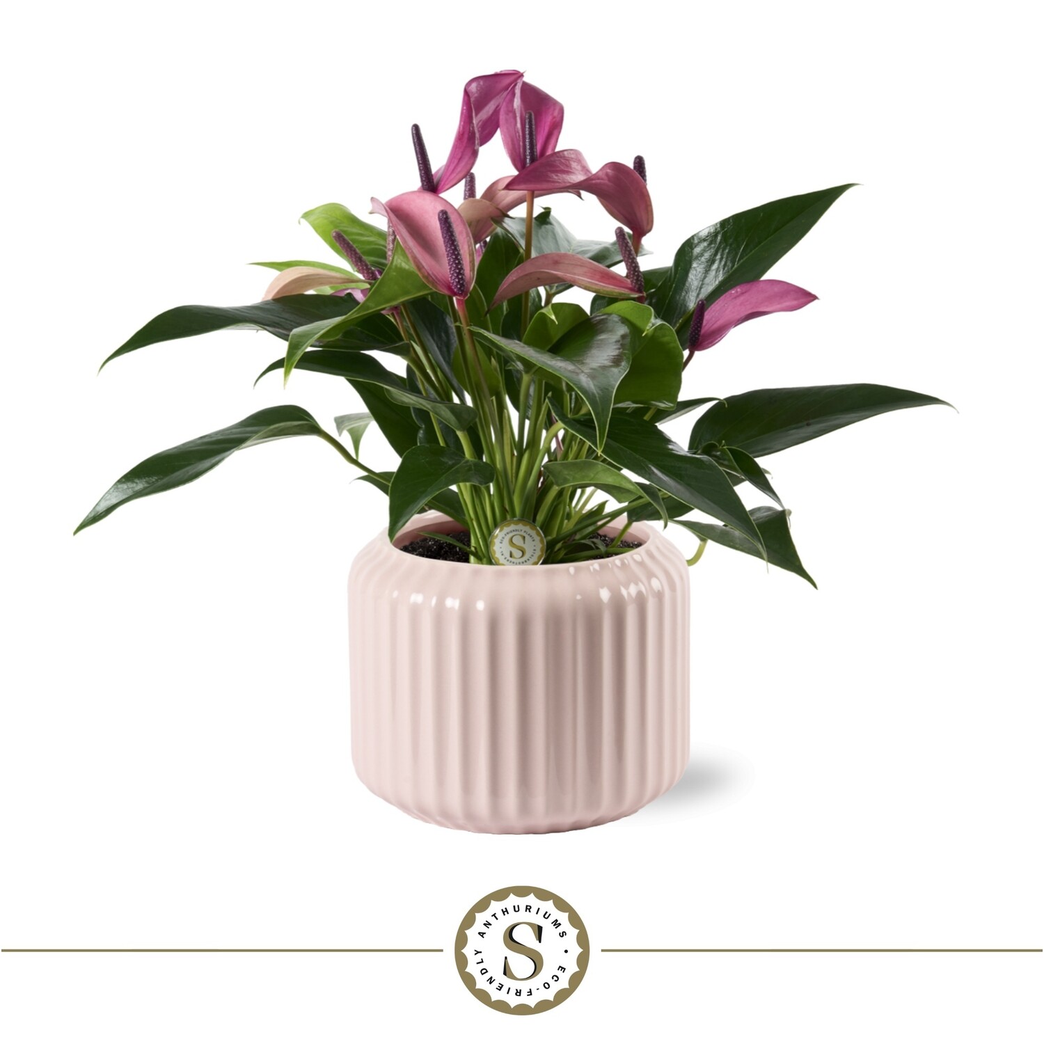 Anthurium im Topf kaufen? - www.fleurdirect.com