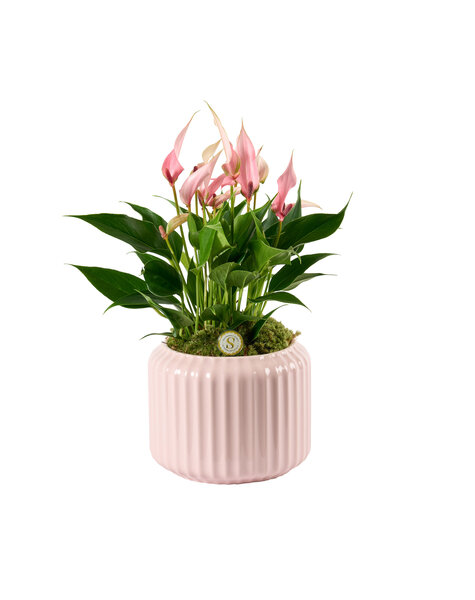 Anthurium
