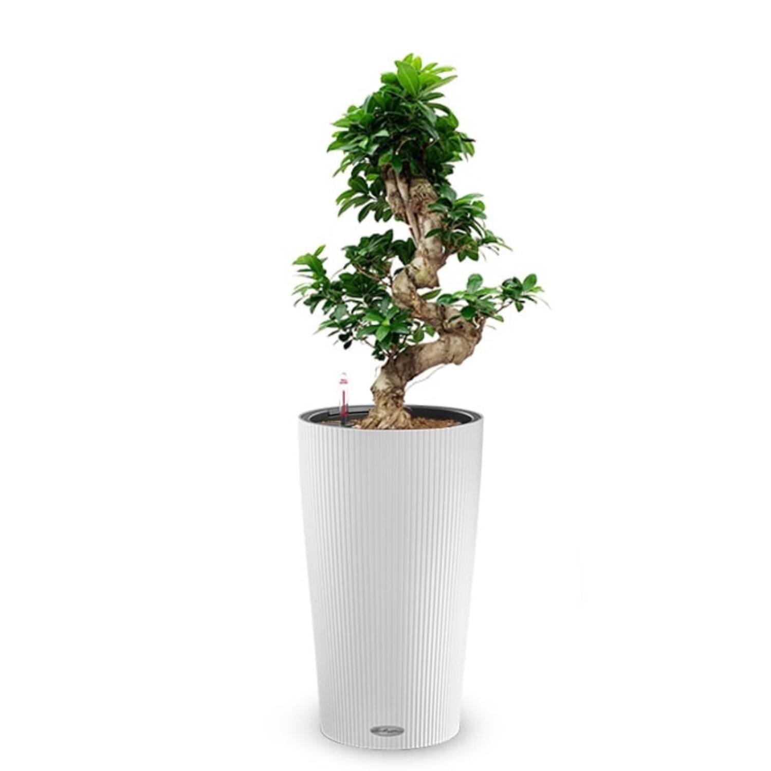 Kaufen Sie Ihren Ficus Bonsai im Selbstbewsserungstopf? -  www.fleurdirect.com