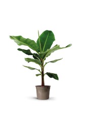 Bananenpflanze Musa Tropicana S