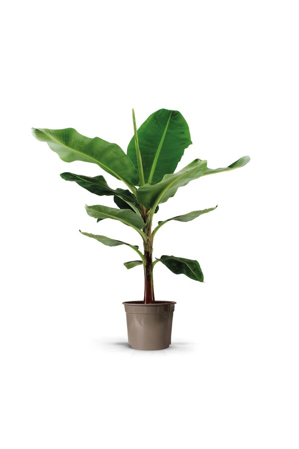 Bananenpflanze Musa Tropicana S