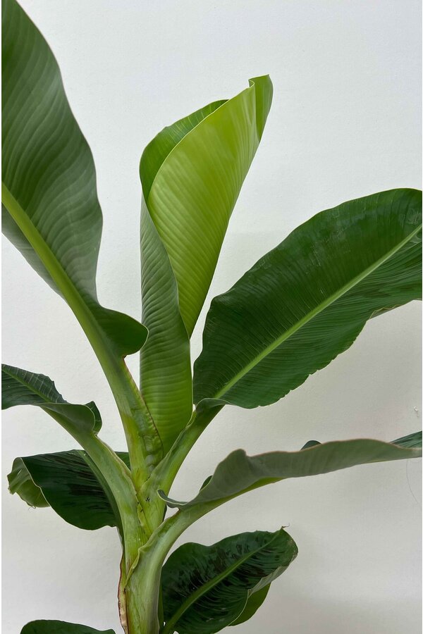 Bananenpflanze Musa Tropicana S