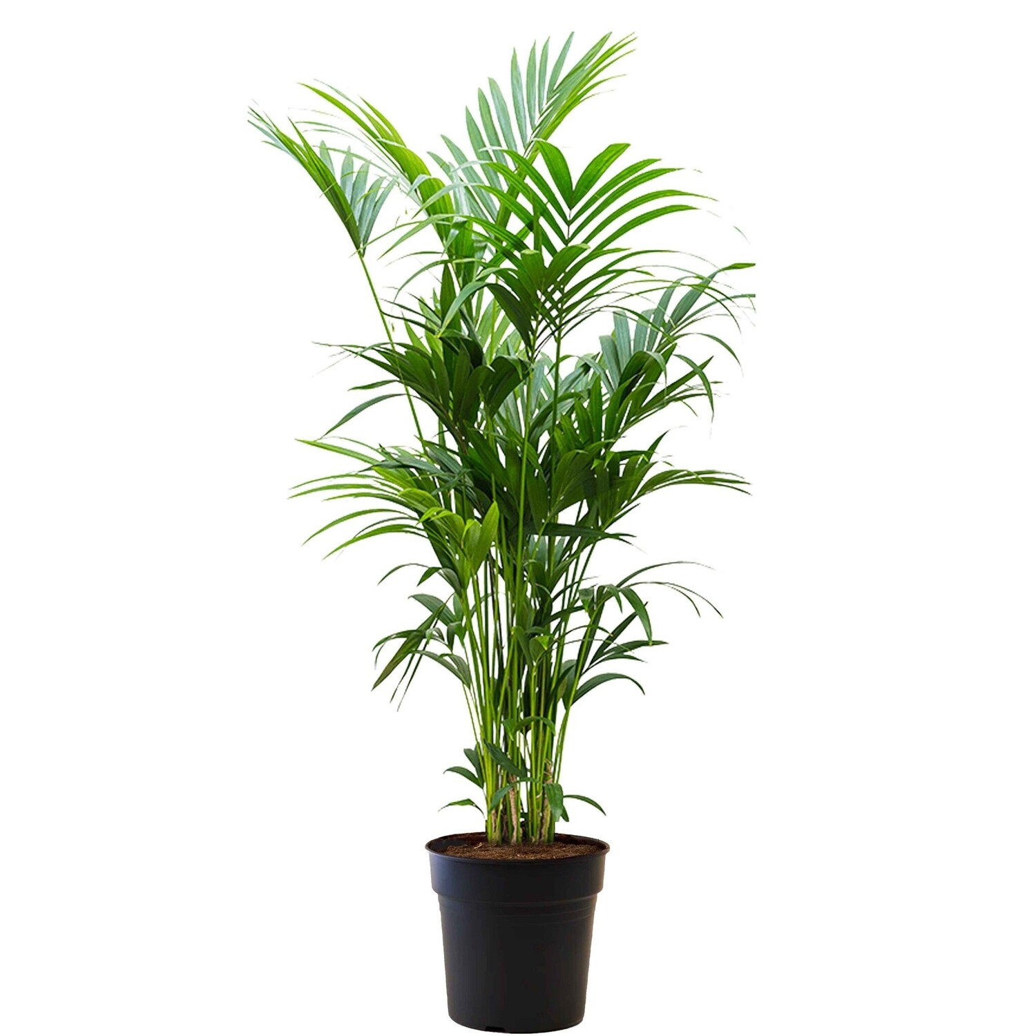 monstera albo steckling Monstera Albo Variegata-Pflanze – HappiestPlants main image 0