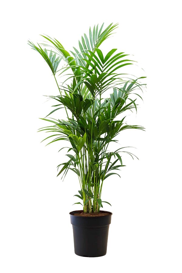 Kentia-Palme XXL