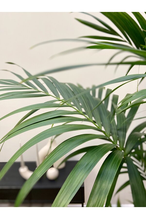 Kentia-Palme XXL