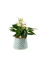 Anthurium Weiß in Florenz Eisblau