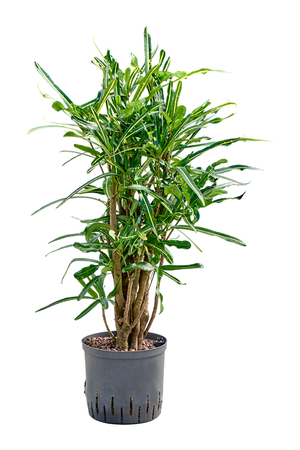 Wasserpflanze Croton (Codiaeum) Variegatum Banane