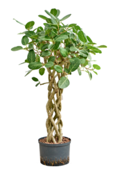 Wasserpflanze Ficus Benghalensis Audrey