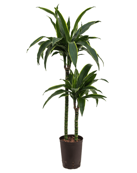 Wasserpflanze Dracaena
