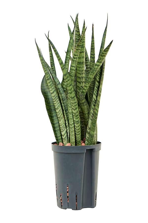 Wasserpflanze Sansevieria Zeylanica Schmal
