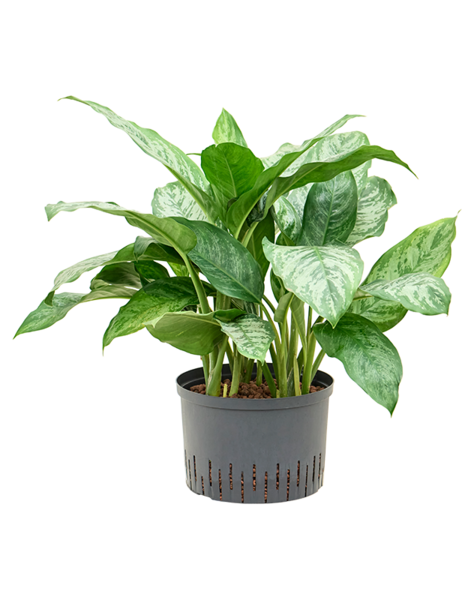 Wasserpflanze Aglaonema