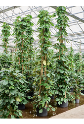 Wasserpflanze Tetrastigma Voinierianum