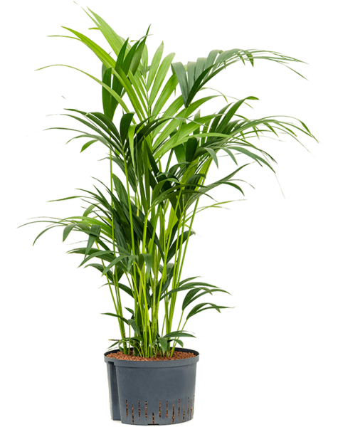 Wasserpflanze Kentia