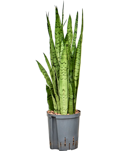 Wasserpflanze Sansevieria
