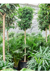 Wasserpflanze Ficus Microcarpa 'Nitida'