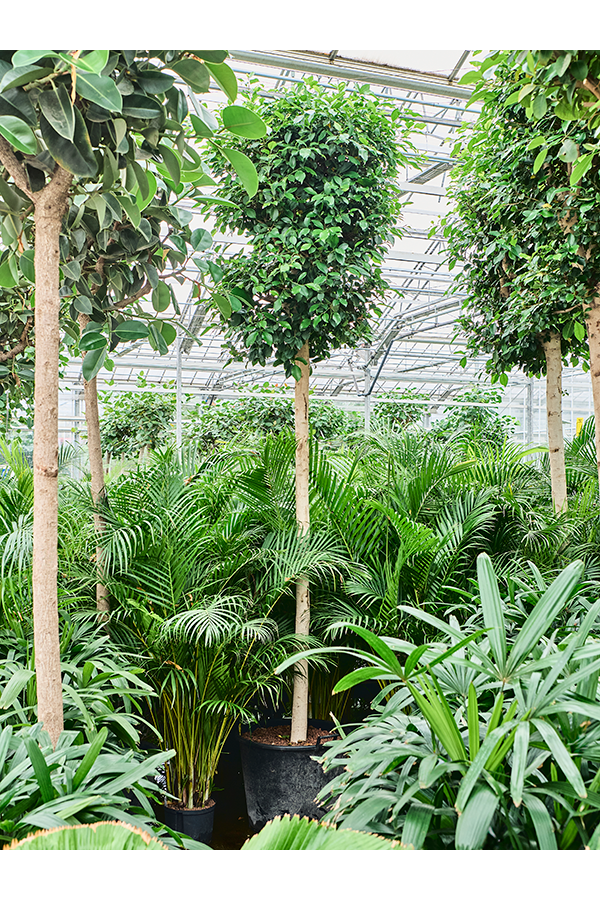 Wasserpflanze Ficus Microcarpa 'Nitida'