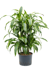 Wasserpflanze Dracaena Fragrans Arturo