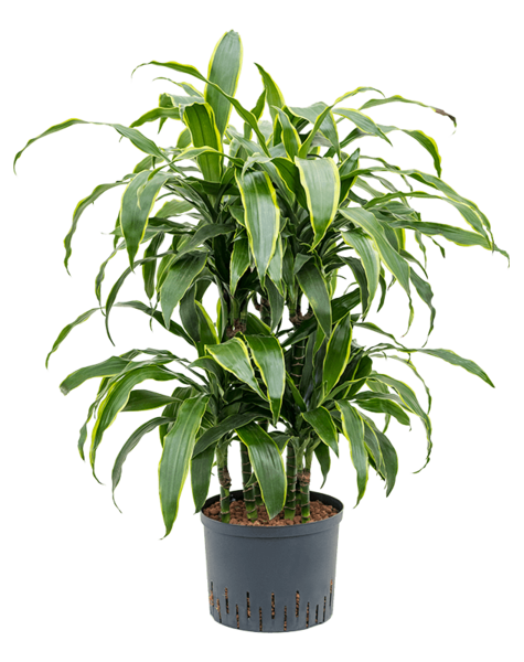 Wasserpflanze Dracaena