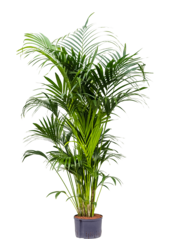 Wasserpflanze Kentia (Howea) Forsteriana