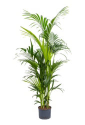 Wasserpflanze Kentia (Howea) Forsteriana