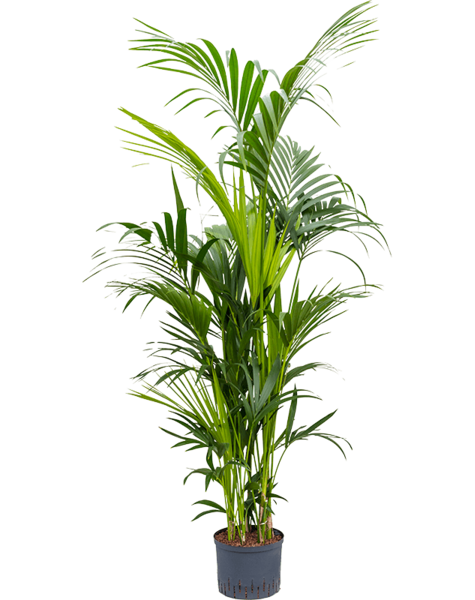 Wasserpflanze Kentia