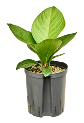 Wasserpflanze Anthurium Jenmanii