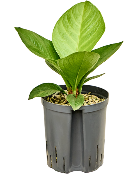 Wasserpflanze Anthurium