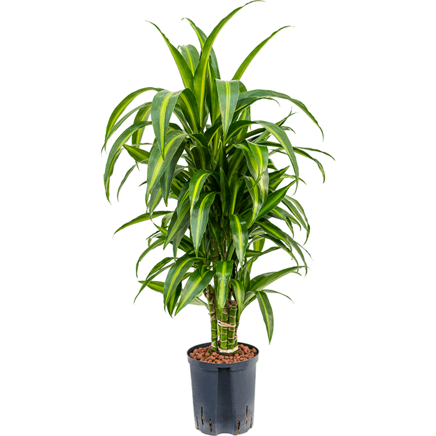 calathea lancifolia insignis Calathea Lancifolia – Jungle & Loom